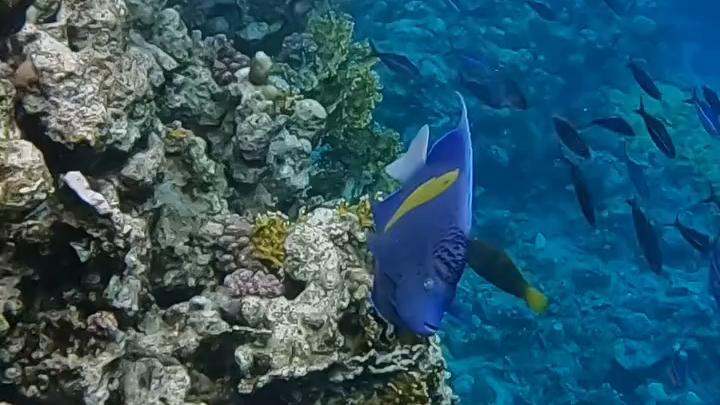 阳 #海底世界 #海洋治愈系 #唯美 #海洋鱼类 #海底奇观