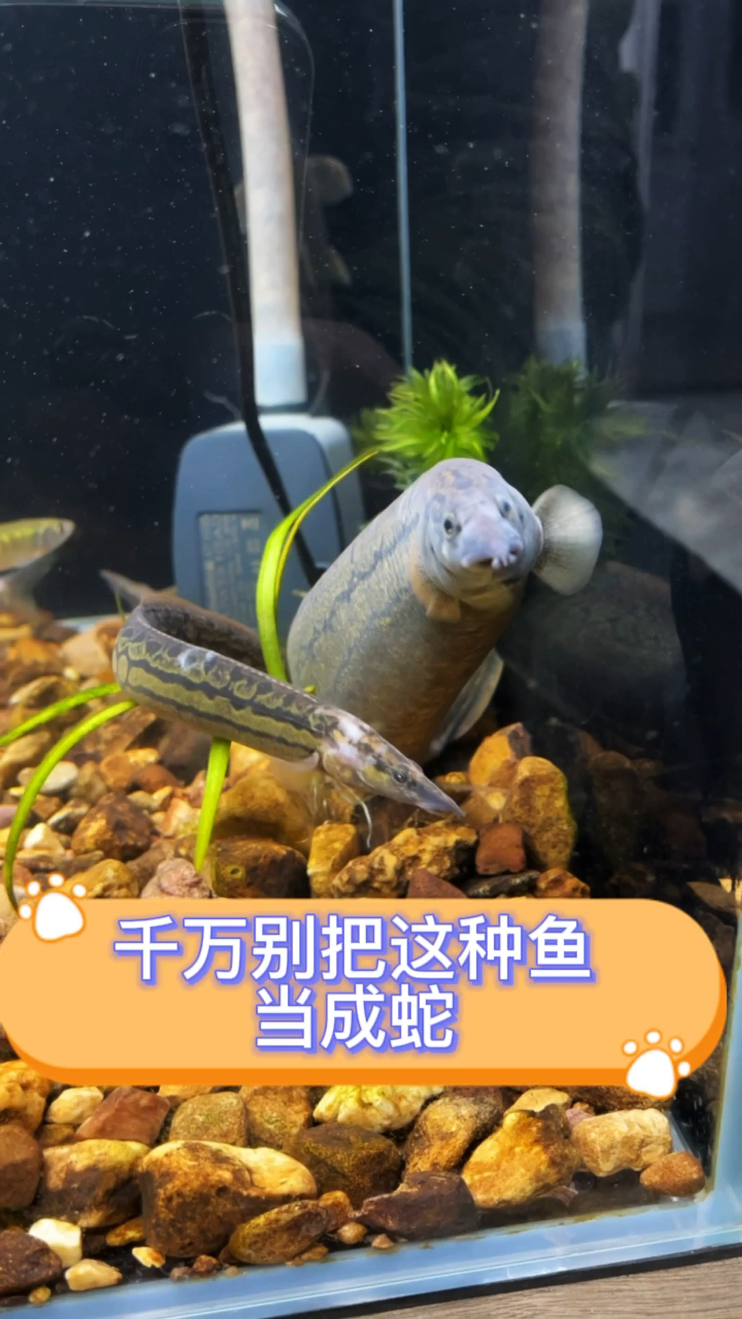 你千万别把这种鱼当成蛇，它可是鱼缸新宠，知道是什么鱼类吗？#水族 #原生鱼 #刺鳅鱼