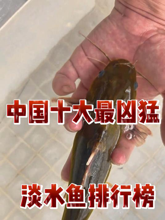 中国十大最凶猛的淡水鱼排行榜