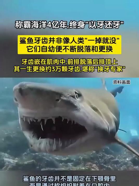 鲨鱼的牙齿究竟有多神奇？一生可更换约3万颗，堪称“换牙大师”