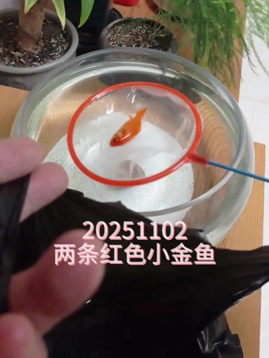 20251102两条红色小金鱼