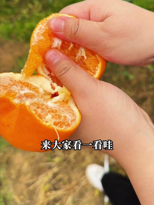 四川春见耙耙柑,红皮甜肉