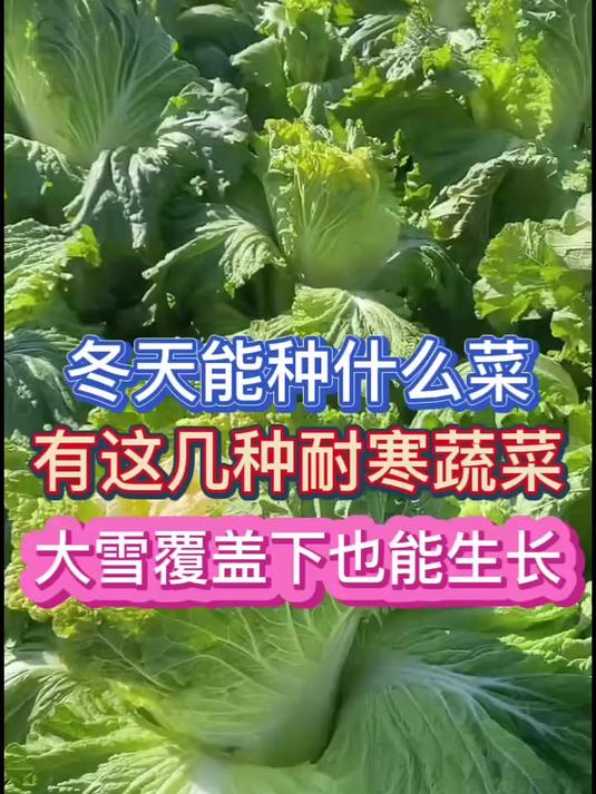 冬天能种什么菜有这几种耐寒蔬菜大雪天也能生长