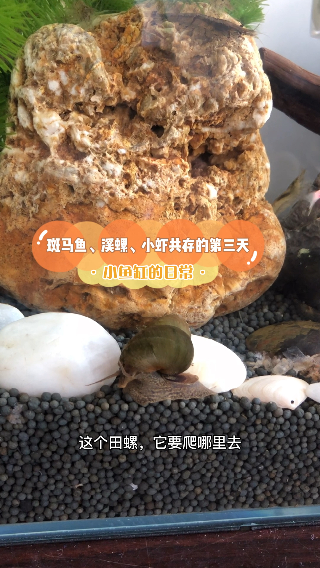 溪螺、斑马鱼、小虾米共存的第三天