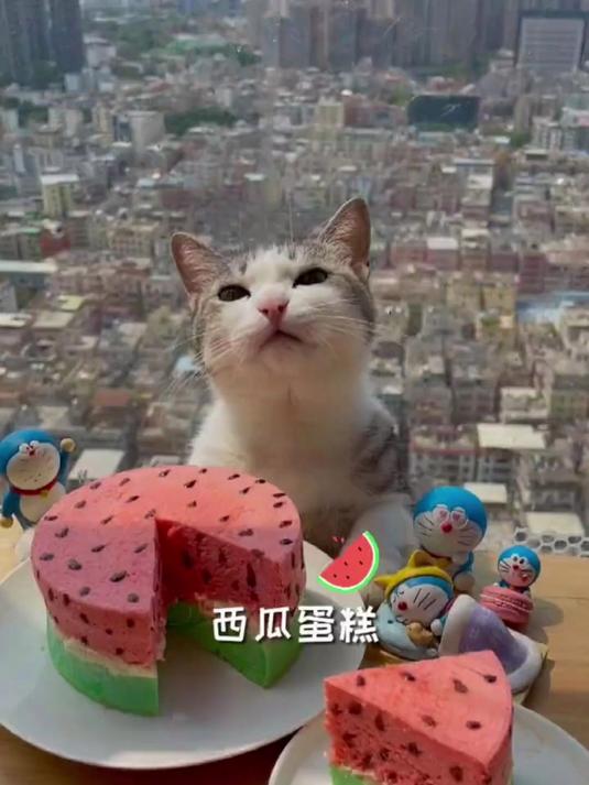 猫咪做的西瓜蛋糕，你想吃吗