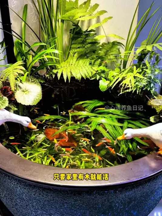 新手养鱼选啥好?糖果色斑马鱼,艳丽又好养!