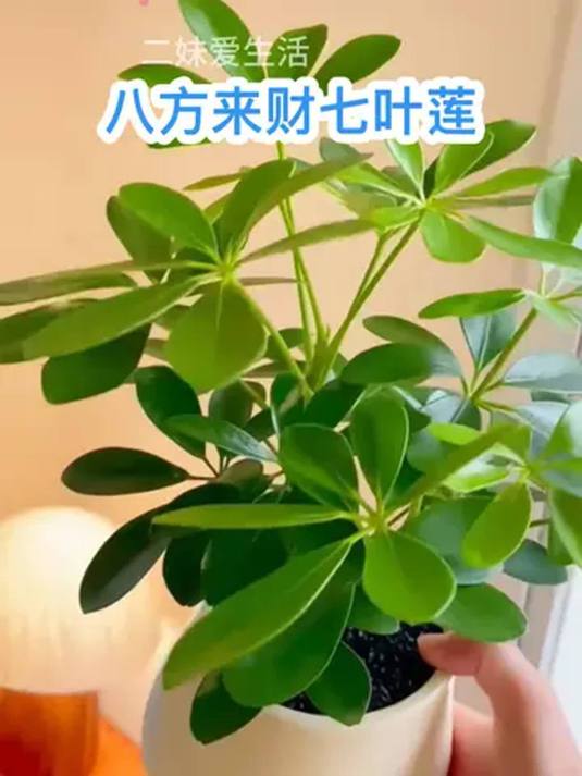 室内盆栽七叶莲,为啥又叫鸭掌木?爱养花必看