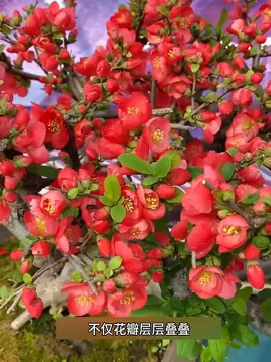 海棠花盆栽老桩长寿冠绿宝 好养又好看 花香四溢