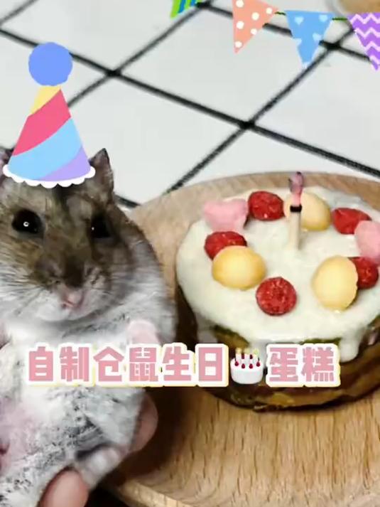 自制仓鼠生日蛋糕