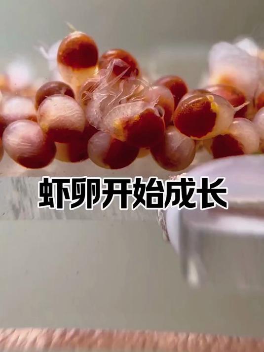 没想到这群脱离母体的虾卵开始成长了 感叹生命的奇迹！