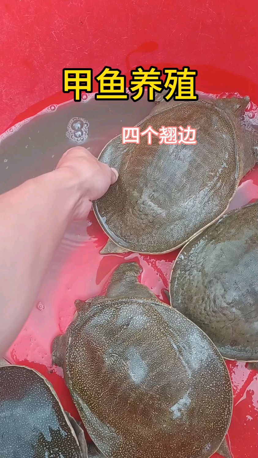甲鱼养殖技术