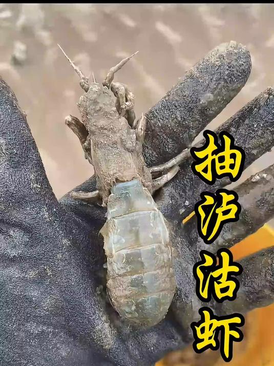 不花一分钱，吃到原汁原味到清蒸泸沽虾，鲜到脚后跟干裂。