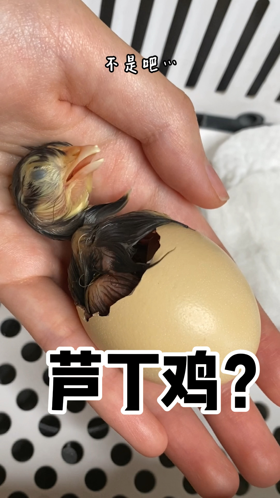 想买芦丁鸡结果买成芦花鸡?!只差一个字应该差不多吧