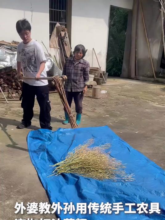 你见过打油菜籽吗？外婆手把手教外孙，用传统手工农具连枷打油菜籽