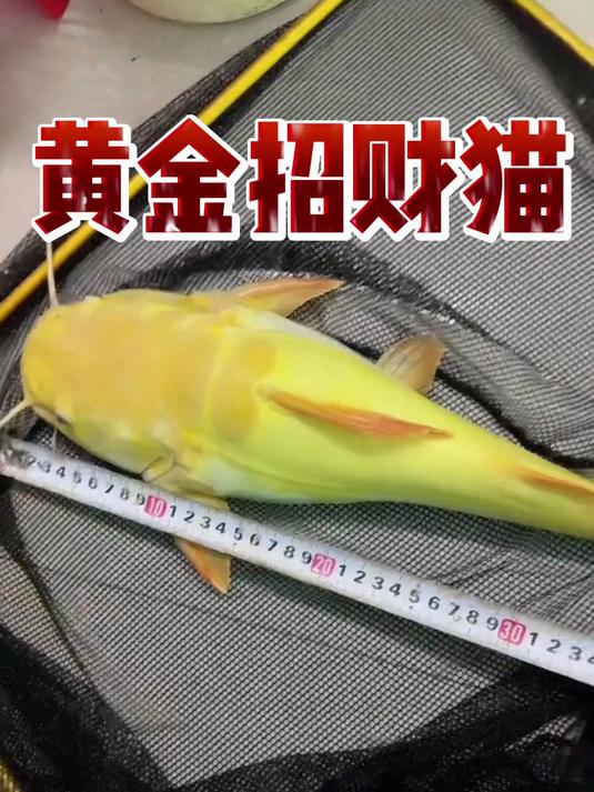 黄金招财猫鱼