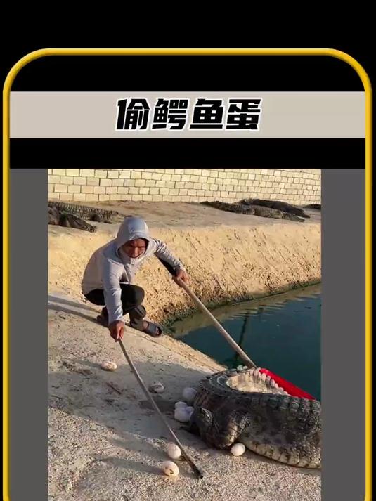 你知道随意偷鳄鱼蛋的行为有多么危险吗