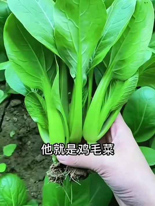 鸡毛菜,月初种上月底吃,生长速度快,肉都没它香