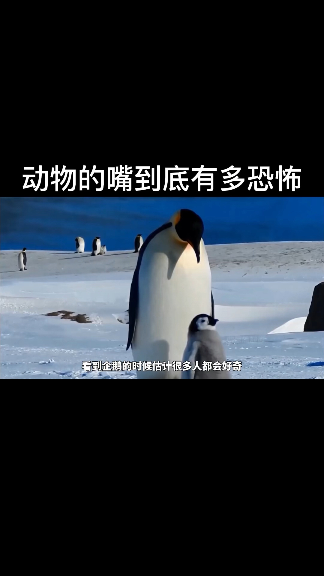 动物的嘴巴到底能有多恐怖