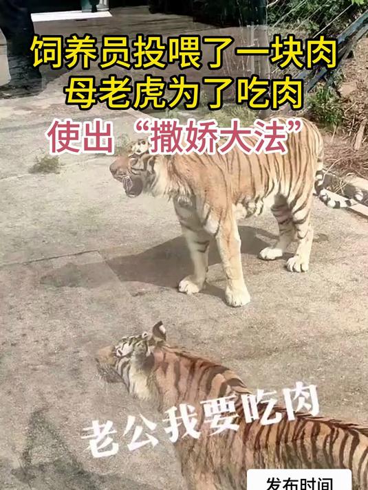 饲养员投喂了一块肉 母老虎为了吃肉 使出“撒娇大法”