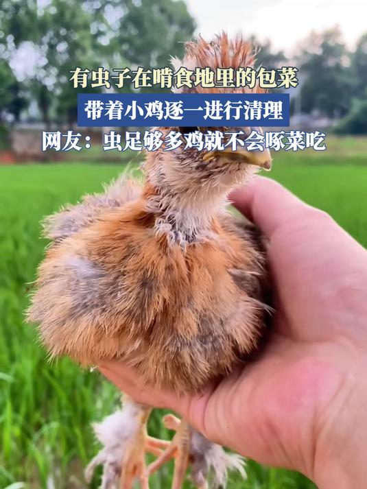 有虫子在啃食地里的包菜,带着小鸡逐一进行清理。#马上撞好运#