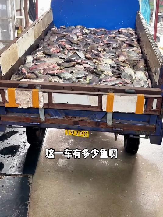 湖南岳阳酱板鱼,鲜活武昌鱼现烤现卤#年味里的中国#