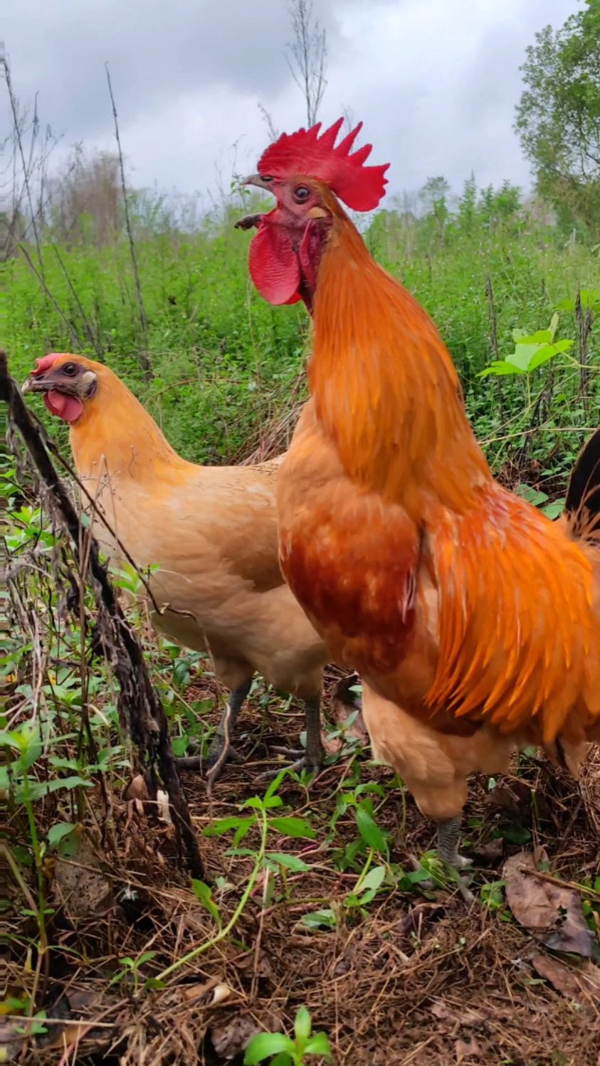 恩爱的公鸡和母鸡外出觅食,公鸡给母鸡找了好多虫子