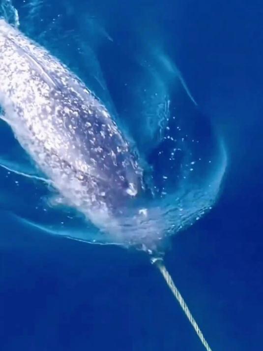 带你认识9种不同的鲸鱼