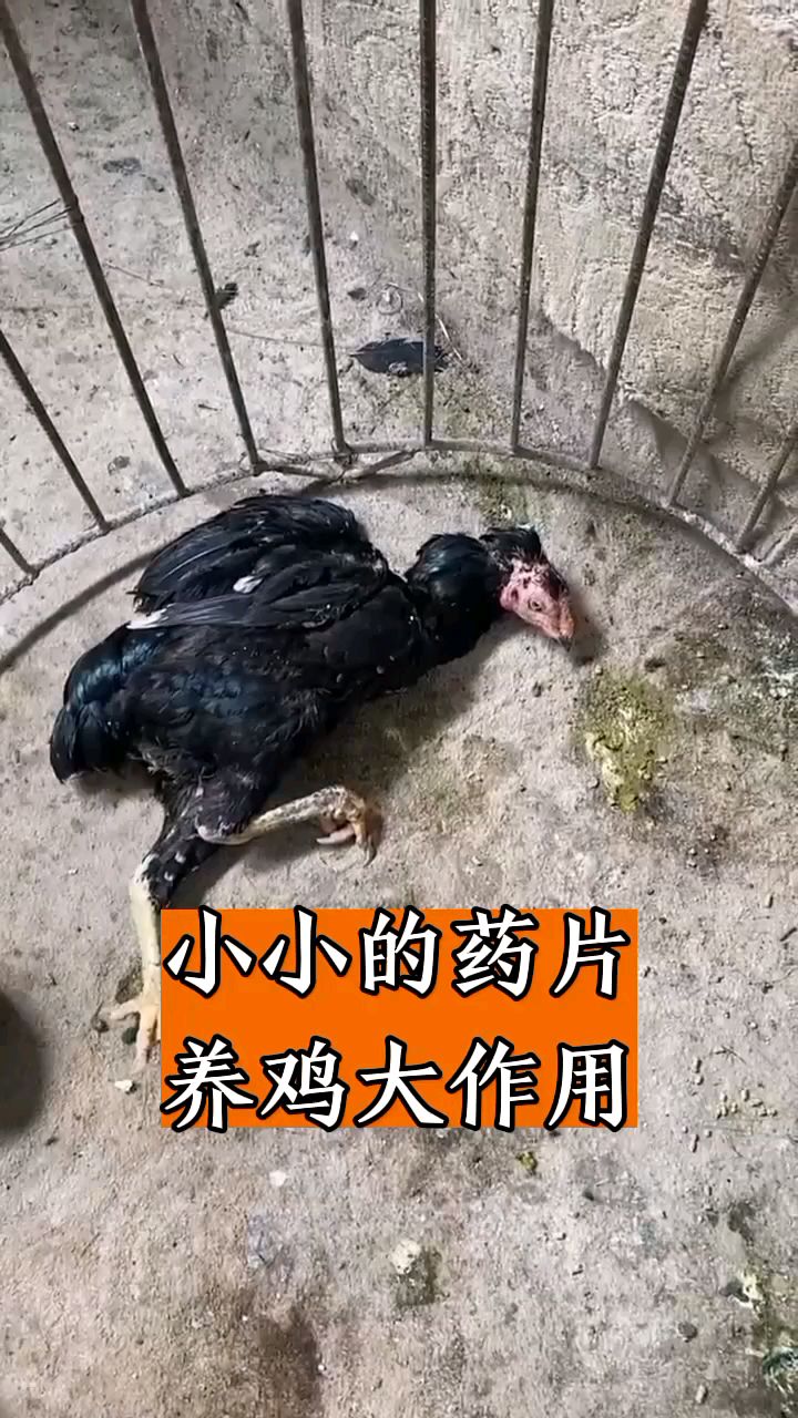 小小药品,养鸡作用大