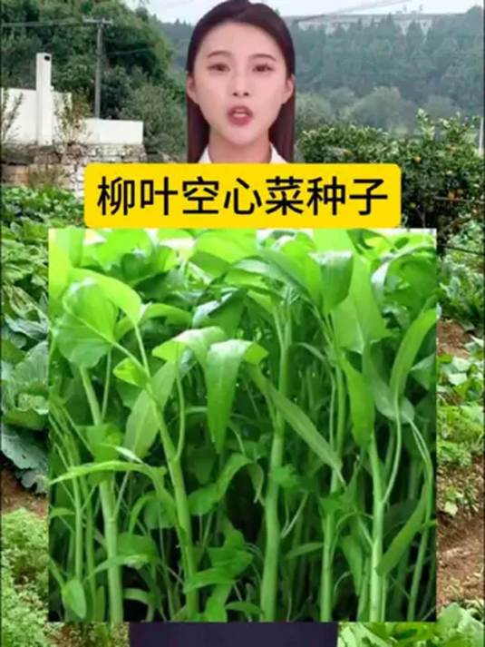 阳台小院种空心菜,选柳叶种子有诀窍,轻松搞定