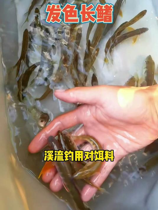 选对饵料和位置,狂拉发色长鳍鱲,过瘾