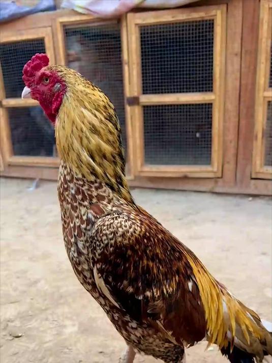 看站姿,就知不简单。7斤重的越南斗鸡骨骼强壮!