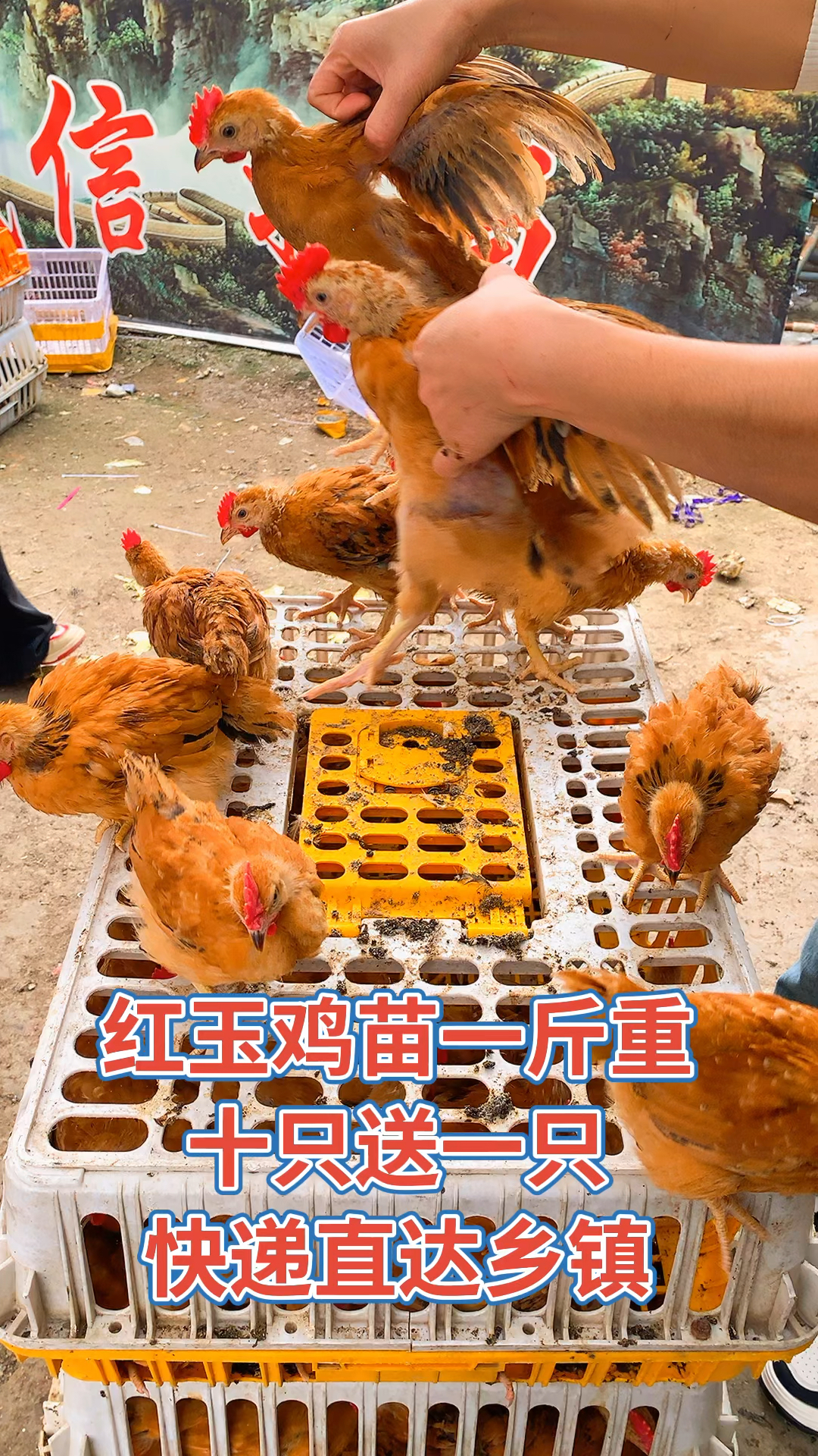 脱温红玉鸡苗,一斤重的,十只送一只