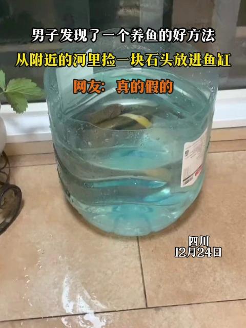 男子发现了一个养鱼的好方法，从附近的河里捡一块石头放进鱼缸