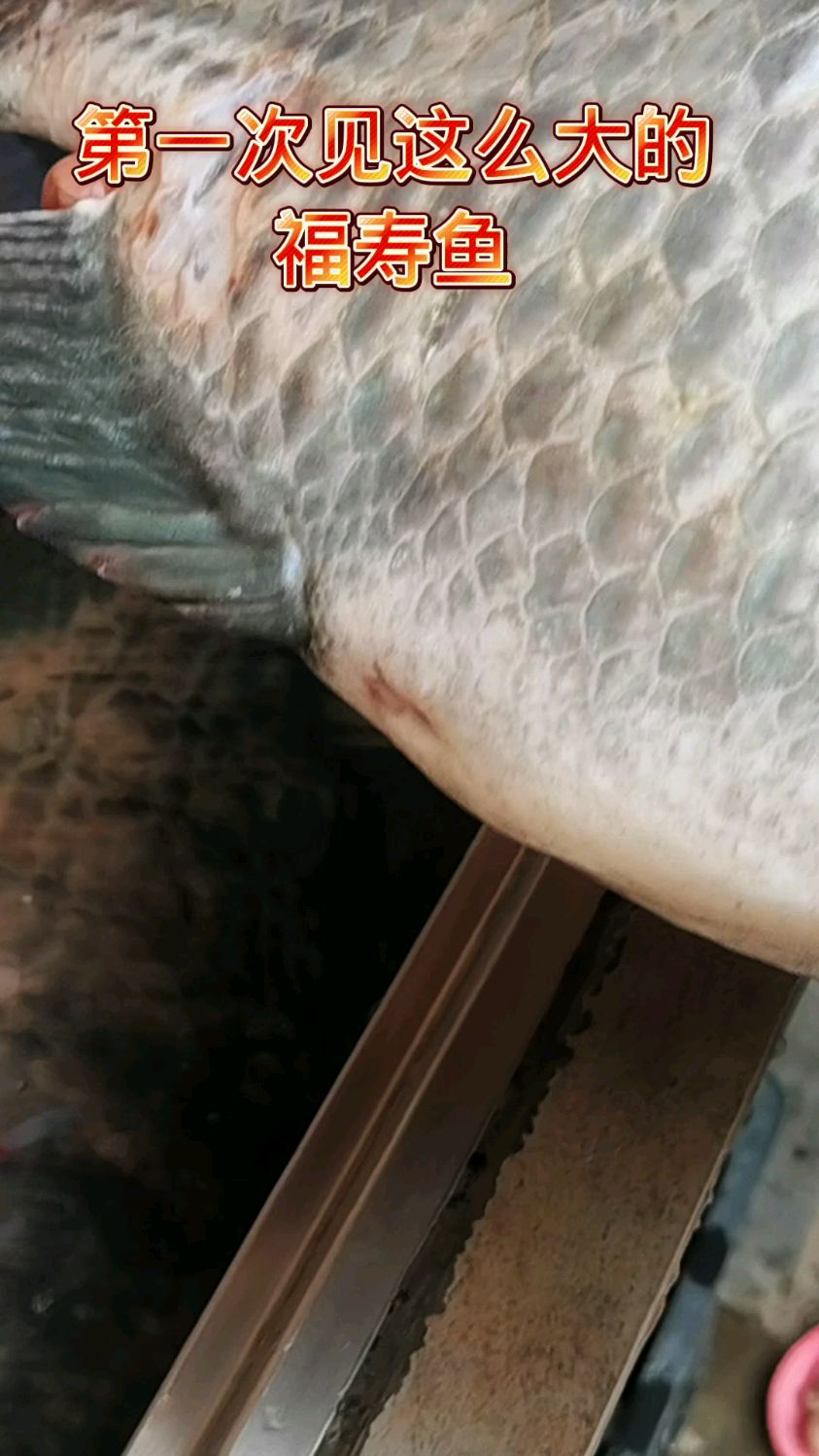 这么大的福寿鱼,你见过吗?