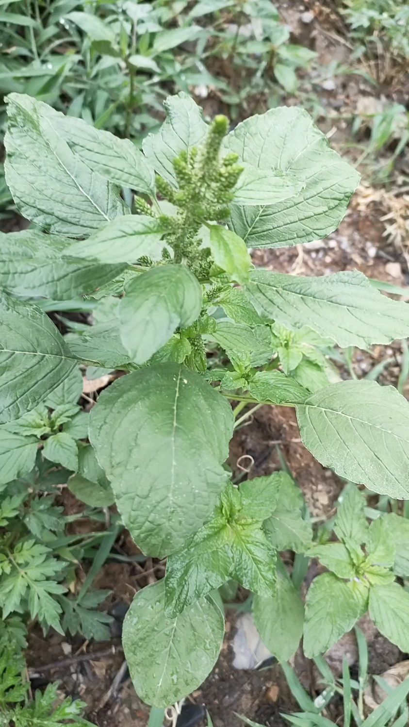 一种营养价值很高的野菜