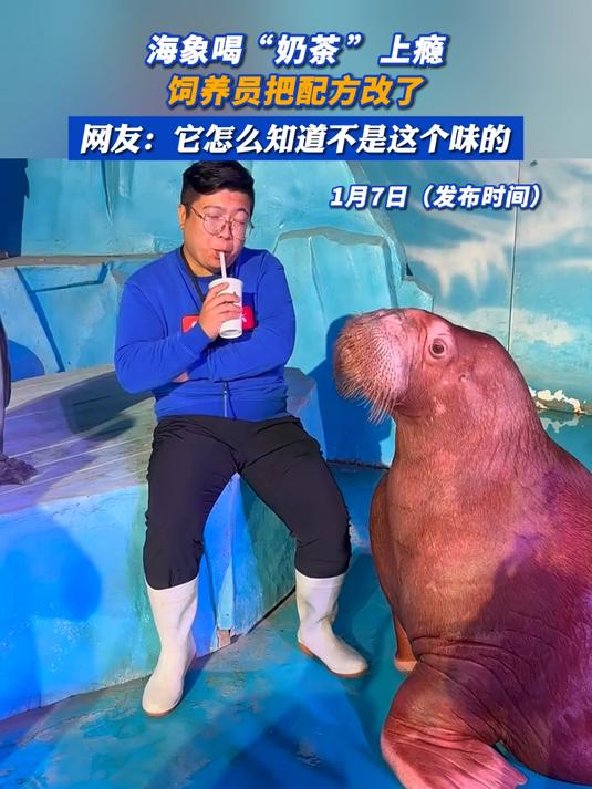 海象喝“奶茶”上瘾,饲养员把配方改了