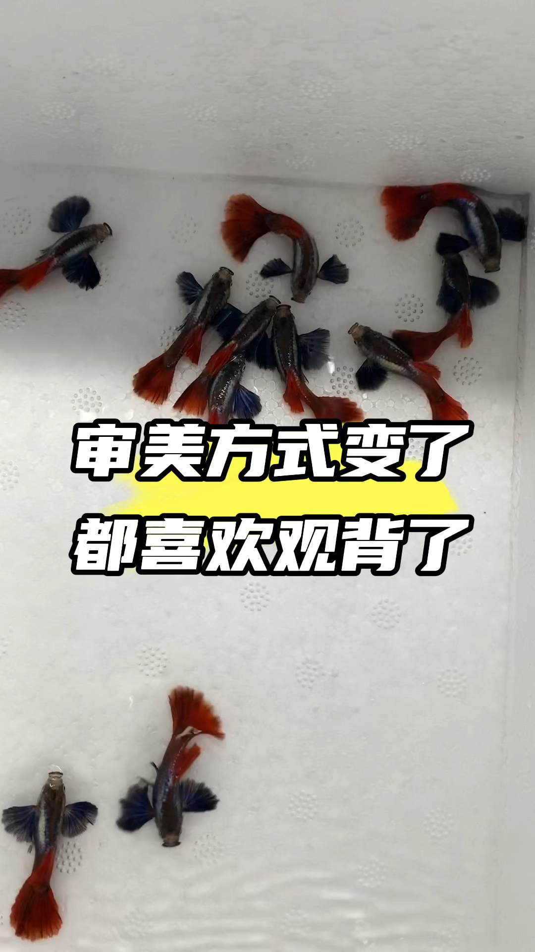 另一种审美方式观背了,象耳白金红尾孔雀鱼 #孔雀鱼 #养鱼人  #观赏鱼 #水族
