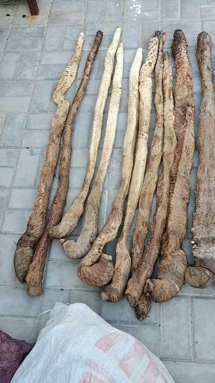 刚采挖的新鲜野生肉苁蓉
