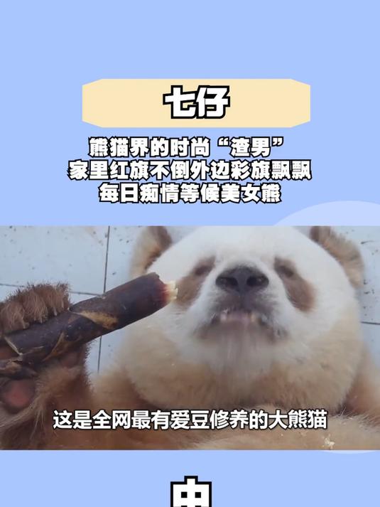 全网最有“爱豆”修养的大熊猫七仔,表面宠妻背后撩妹