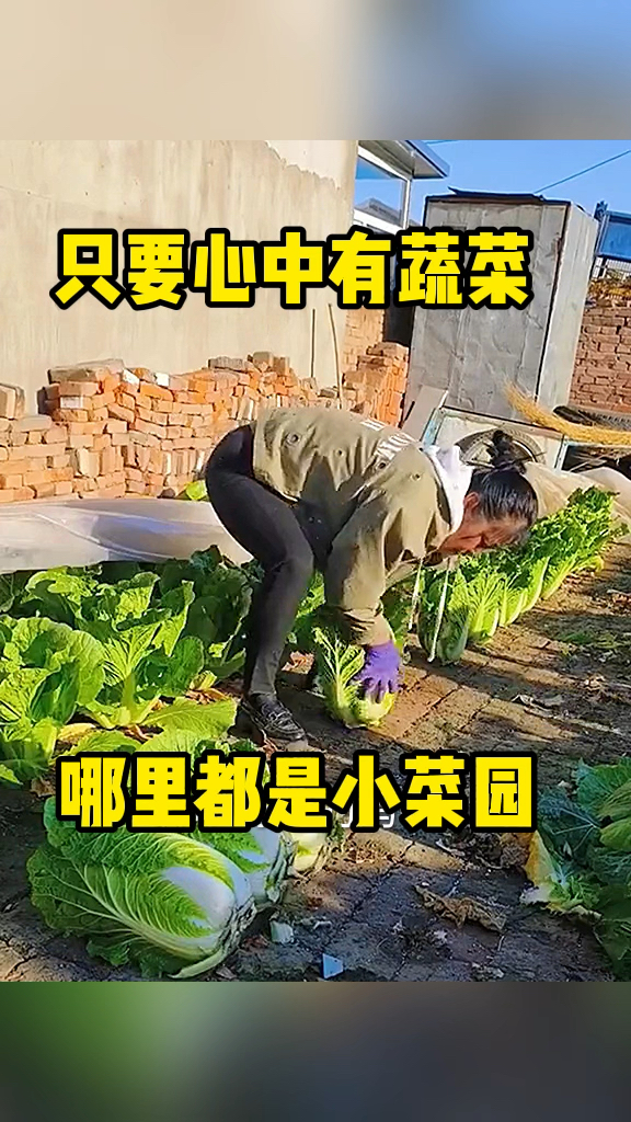 只要心中有蔬菜,哪里都是小菜园