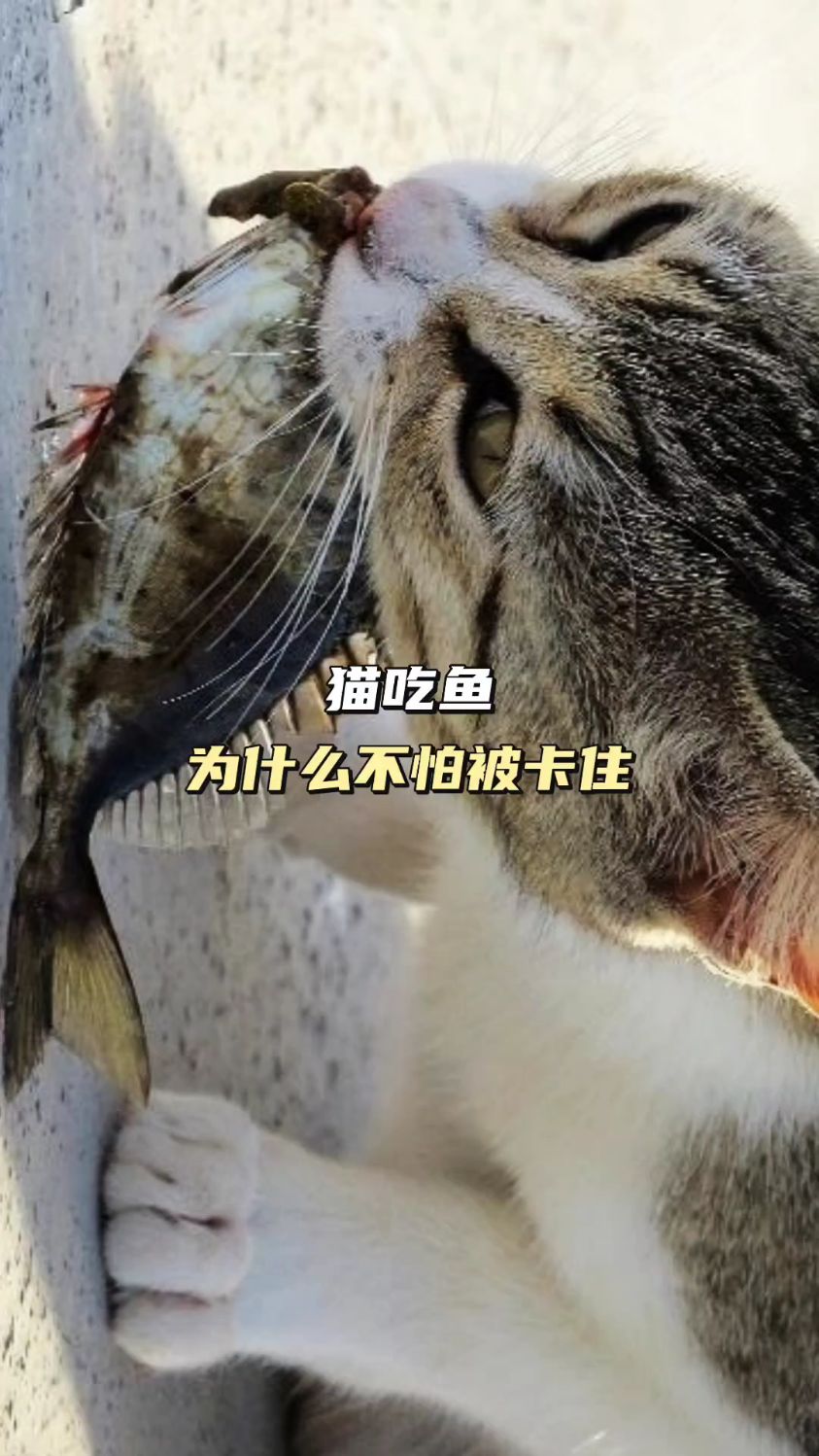 猫吃鱼为什么不怕被卡住!