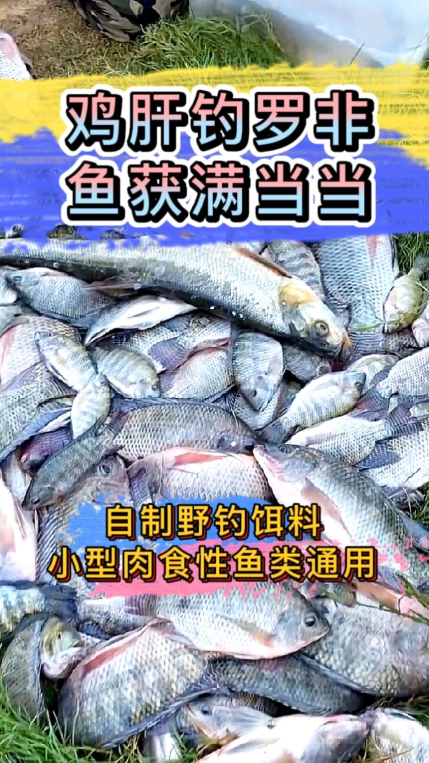 鸡肝钓罗非,鱼获满当当,自制野钓罗非饵料,淡水小型肉食性鱼类通用。