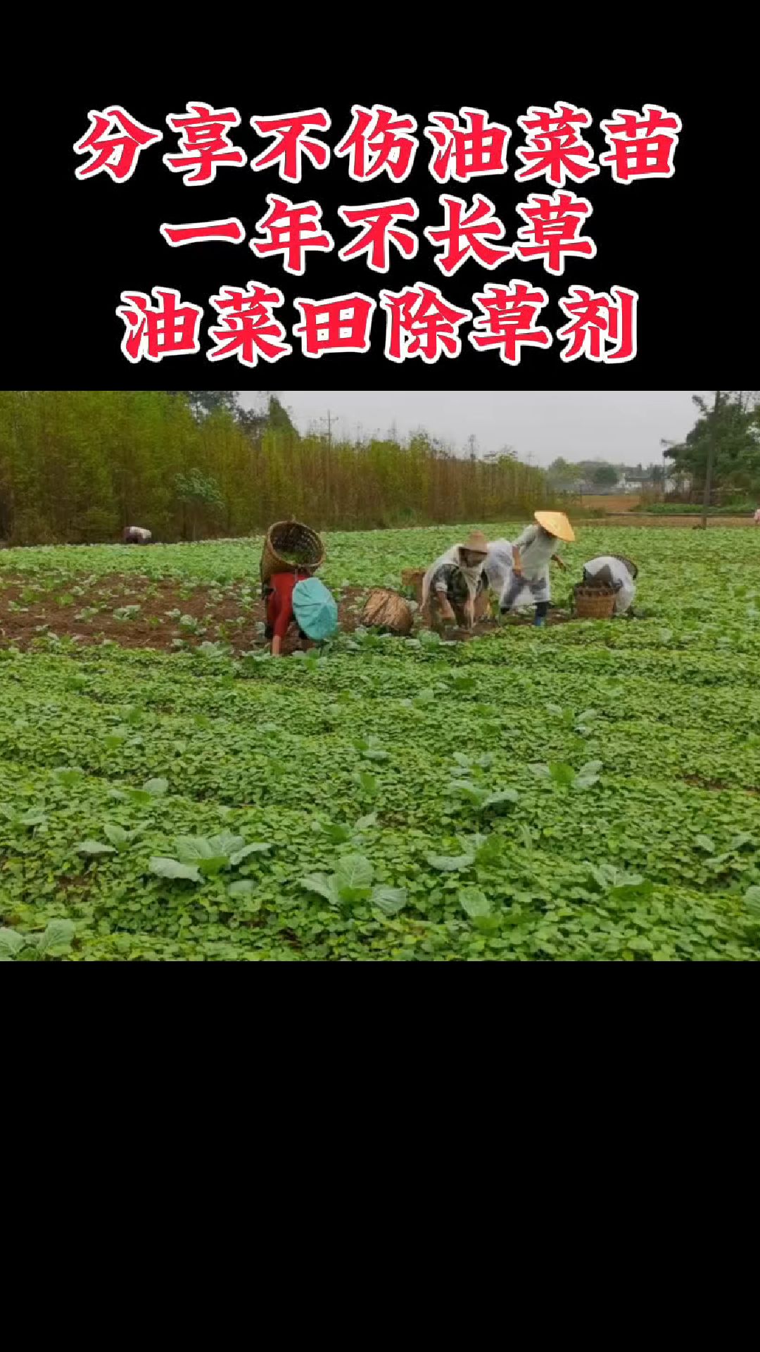 油菜田拔草太累,我每年都用这款除草剂