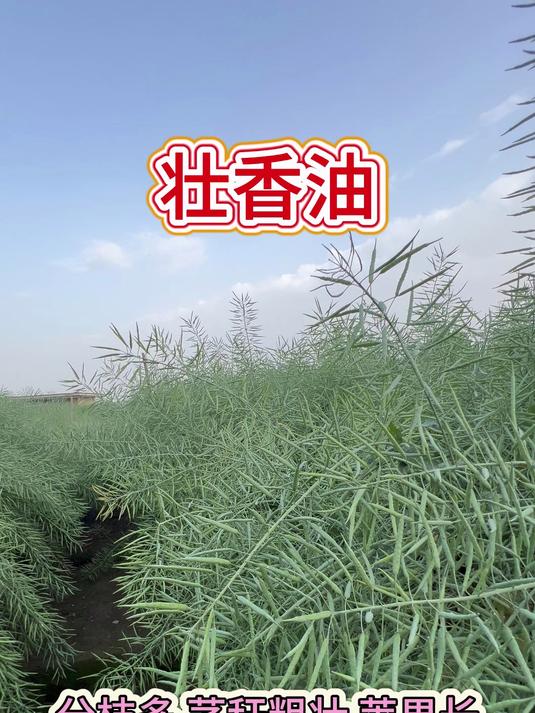 甘蓝型杂交油菜种,壮香油油菜种,籽粒饱满结实,荚果密,实心
