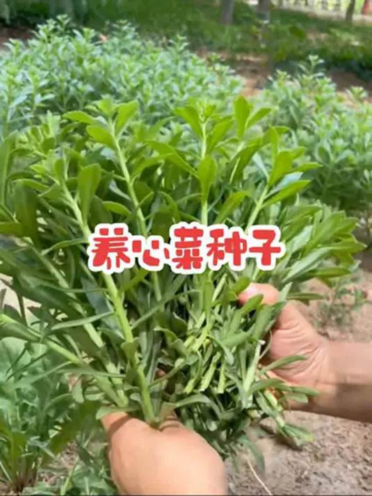 家庭种植养心菜种子 简单易上手 四季皆可种