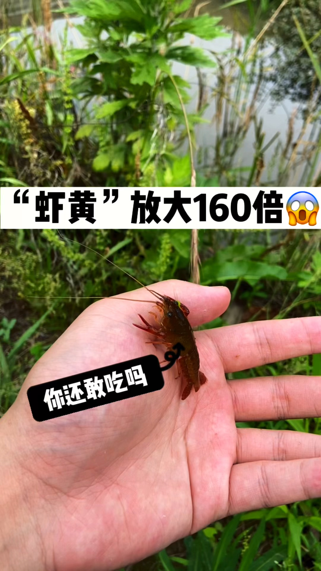 “虾黄”放大160倍看看是什么样子的