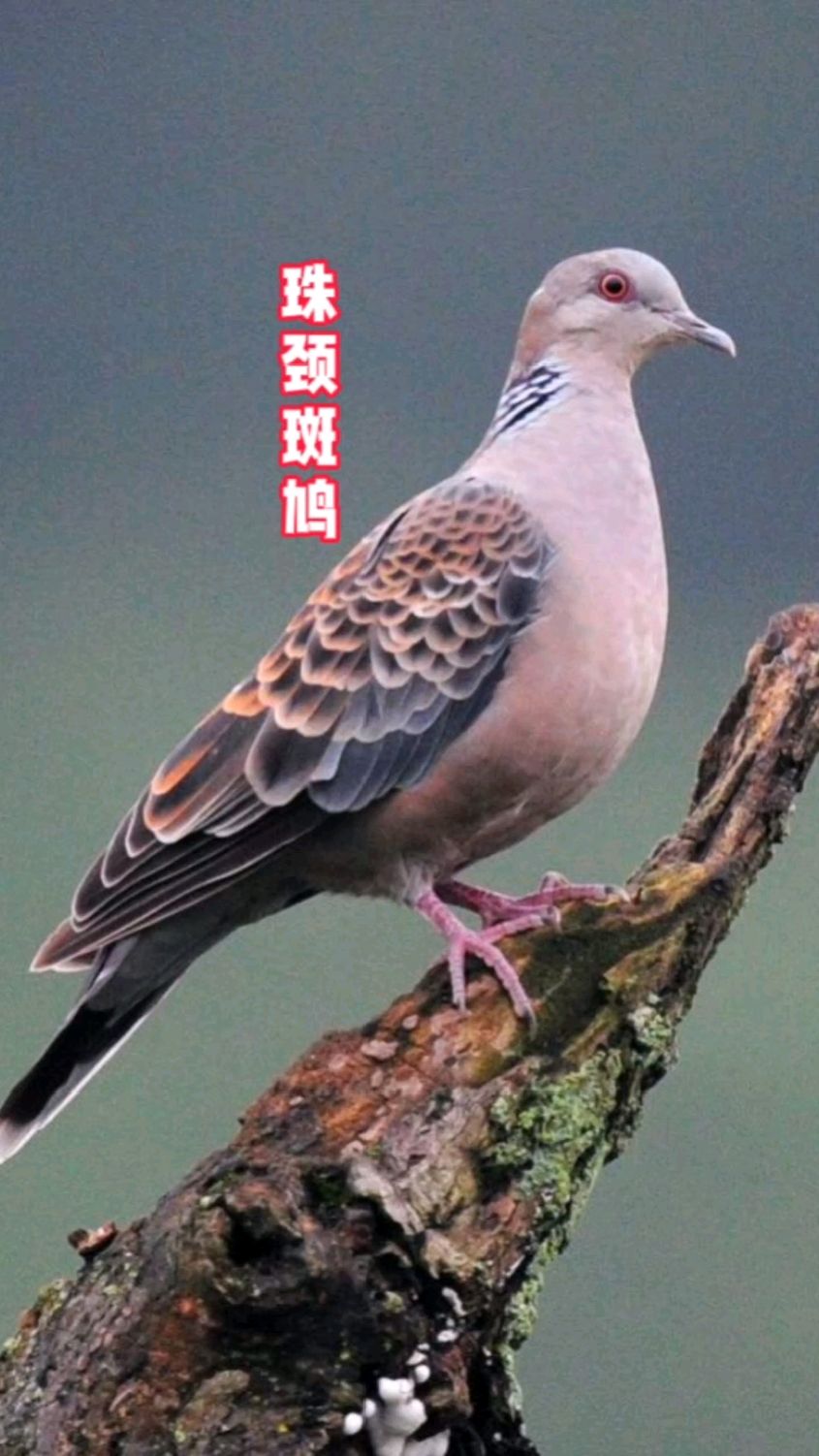 珠颈斑鸠别名珍珠鸠，南方常见的鸟类，颈部有黑白相间的斑点，主要以植物种子为食