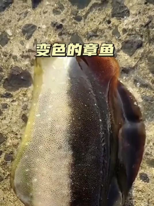 变色的章鱼,真大啊
