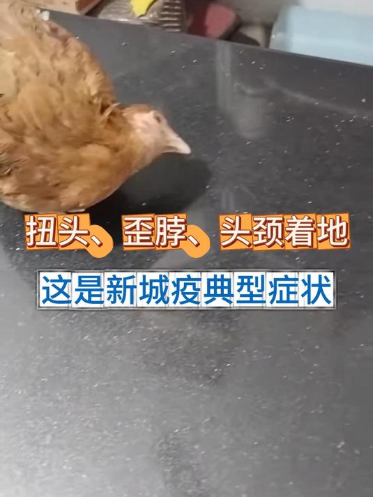 新城疫的症状鸡防治方法-兴旺动物药业技术老师讲解