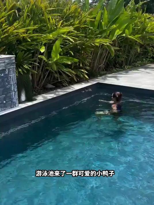 #鸭子